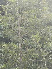 Quercus imbricaria