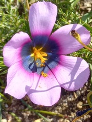 Moraea melanops
