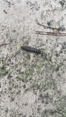 Anisota virginiensis