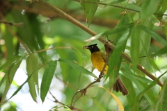 Rubigula flaviventris