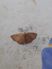 Cyclophora myrtaria