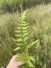 Dryopteris cristata