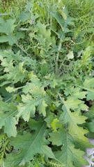 Carduus crispus