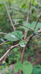 Crataegus mexicana
