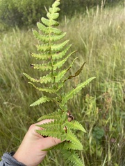Dryopteris cristata
