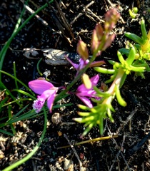 Polygala garcinii