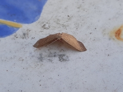 Cyclophora myrtaria