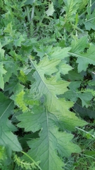 Carduus crispus