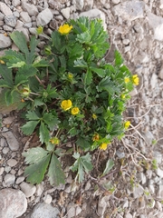 Potentilla reptans