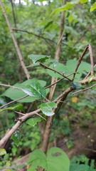 Crataegus mexicana