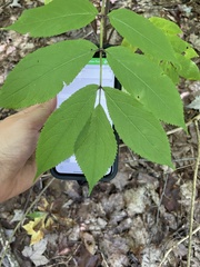 Sambucus racemosa