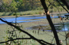 Podilymbus podiceps