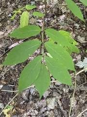 Sambucus racemosa
