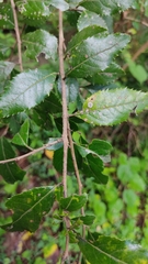 Crataegus mexicana