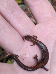 Plethodon cinereus image