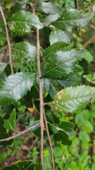 Crataegus mexicana