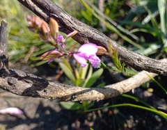 Polygala garcinii