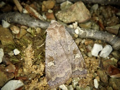Diarsia canescens