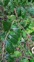 Crataegus mexicana