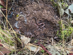 Plethodon cinereus image