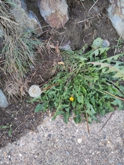 Taraxacum officinale