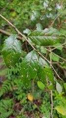 Crataegus mexicana