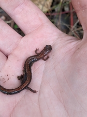 Plethodon cinereus image