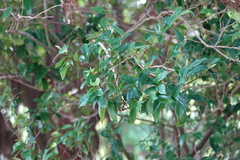 Ficus microcarpa