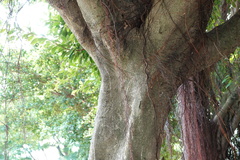 Ficus microcarpa