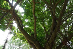 Ficus microcarpa