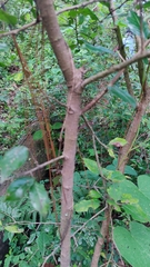 Crataegus mexicana