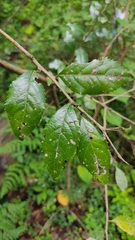 Crataegus mexicana