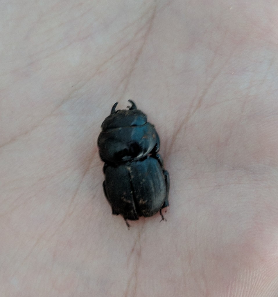 Kauai flightless stag beetle