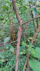 Crataegus mexicana