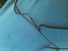 Potamogeton obtusifolius