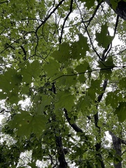 Acer platanoides