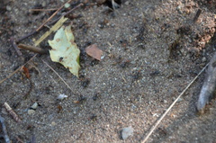 Formica obscuripes