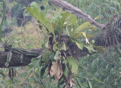 Anthurium schlechtendalii