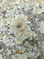 Protoparmeliopsis muralis