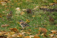 Fringilla montifringilla