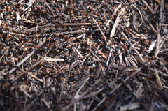 Formica obscuripes