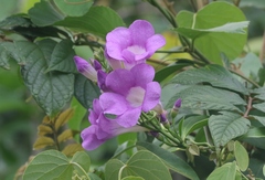 Mansoa alliacea