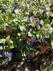 Ceratostigma
