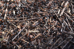 Formica obscuripes