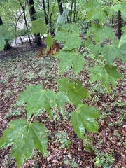 Acer