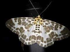 Pogonopygia nigralbata