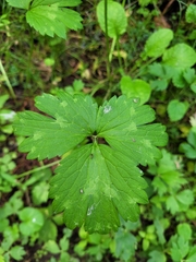 Ranunculus