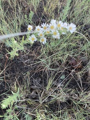 Symphyotrichum falcatum