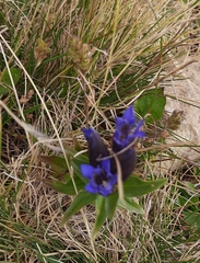 Gentiana septemfida