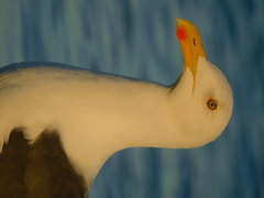 Larus livens